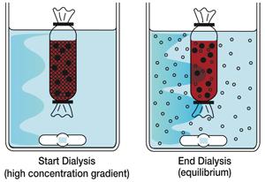 Figur 7: Illustrerer dialyseprosessen, bildet til venstre viser starten på en dialyseprosess, det er høy konsentrasjonsgradient, bildet til høyre viser slutten på en dialyseprosess når likevekten er