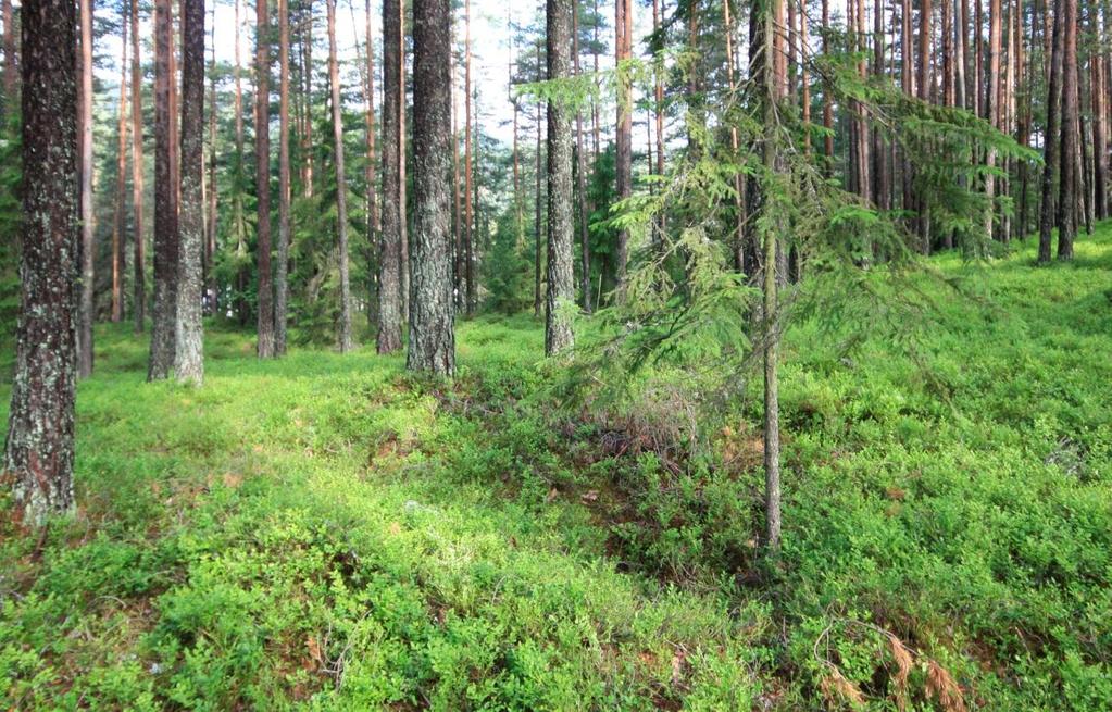 NIKU Oppdragsrapport 165/2011 Arkeologisk befaring/vurdering av mulig