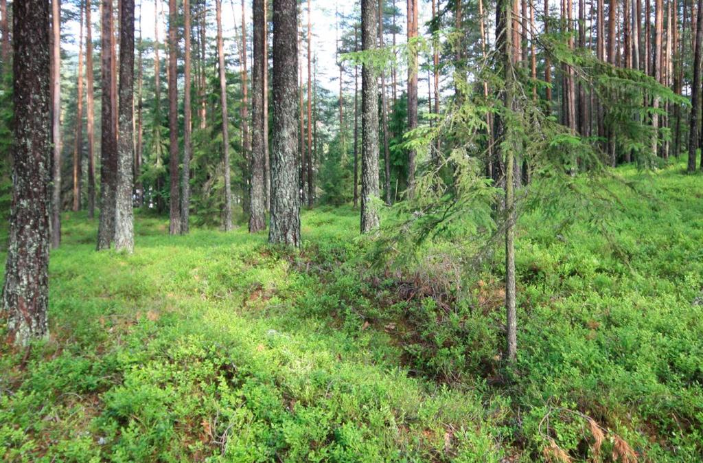 jordbor, kommet fram til at det ikke er kull under torva i gropa, og dermed underforstått ikke kan tolkes som en kullgrop 1.