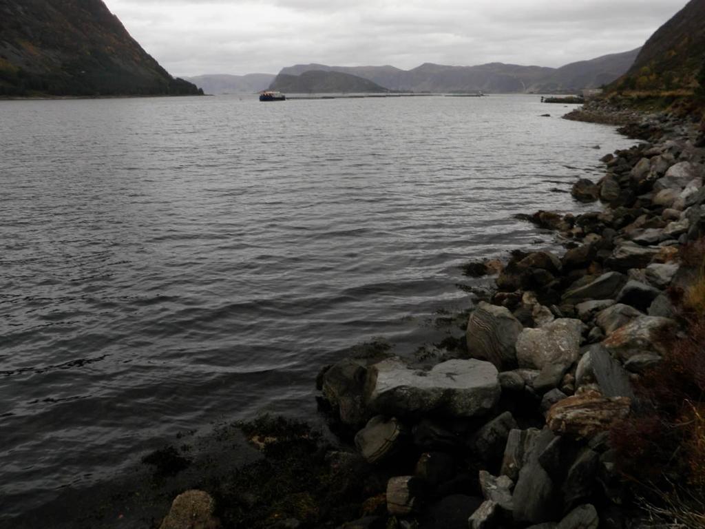 3 Forord En strandsoneundersøkelse er utført på oppdrag for Marine Harvest Norway AS ved lokaliteten Rundereimstranda i Selje kommune.