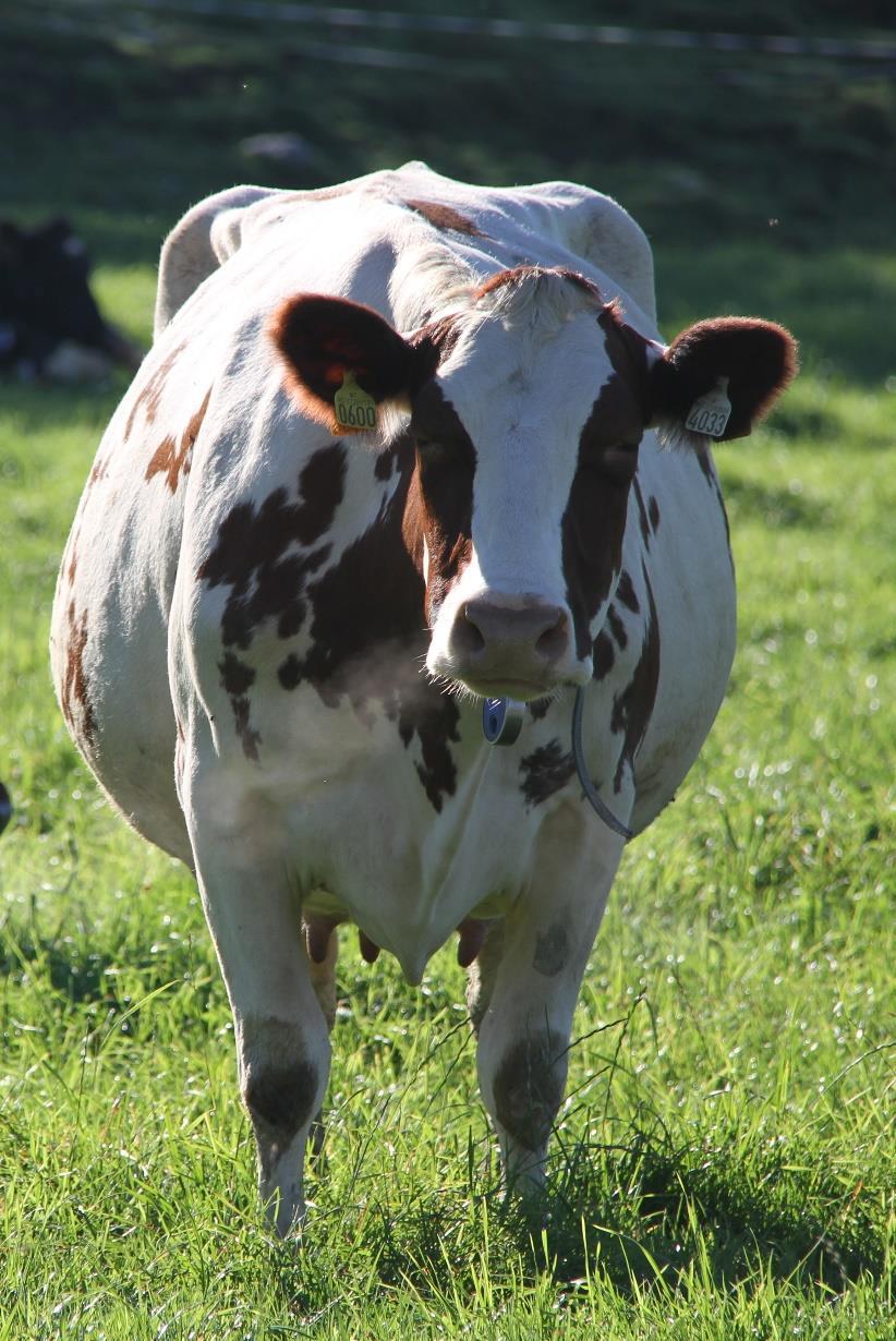 Suksesskriterier Fokus til «Best casebruka» Har spurt mange- og fått flere ulike svar- men en ting går igjen: AGRONOMI!