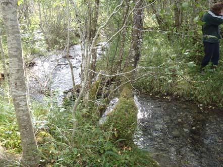 Morgådalselva Figur 12 Bilder av fisk og leveområder for fisk i nedre del av Morgedalselva. Morgedalselva er potensielt gyte- og oppvekstområde over en strekning på ca 350 meter.