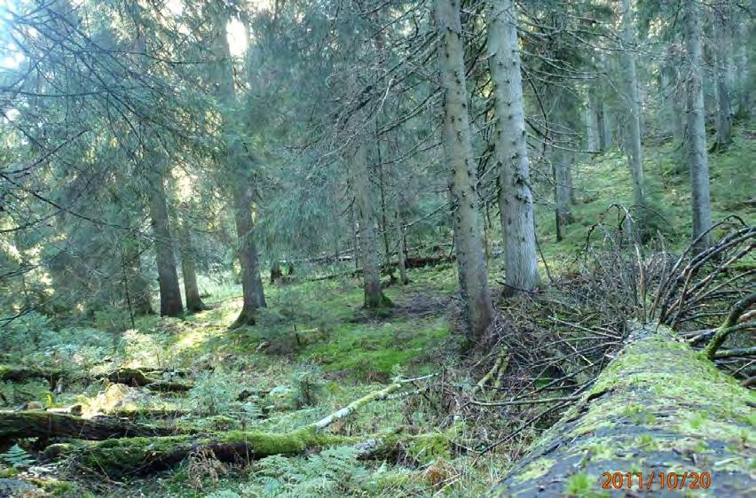 Djupdalen med gammelt granbestand og mye