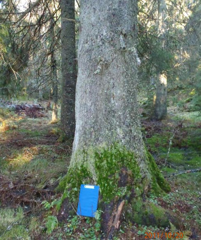 Foto: Frode Løset, Sweco Norge AS