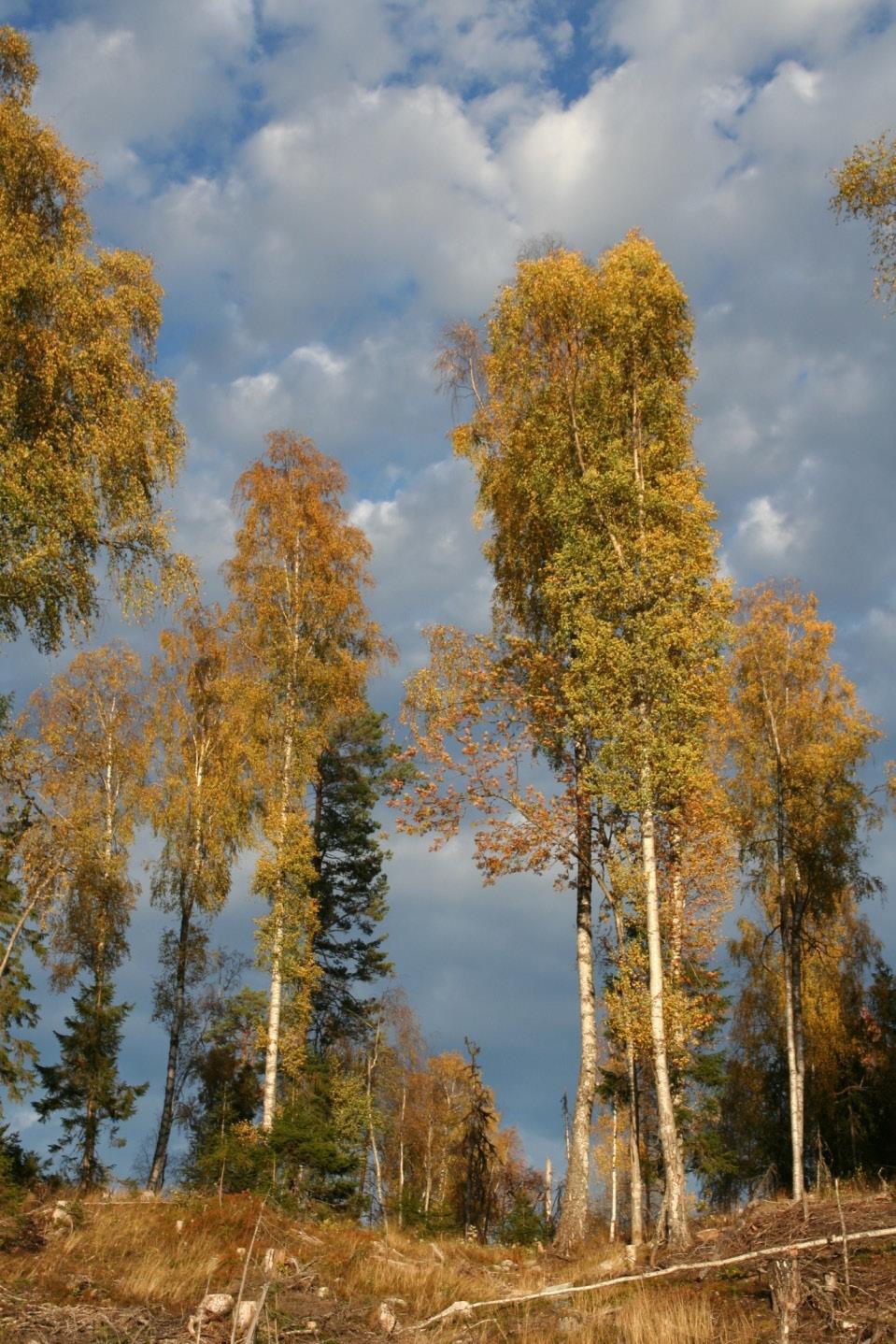 Sør-Aurdal eer jaka 2010 Oppdragsgiver: