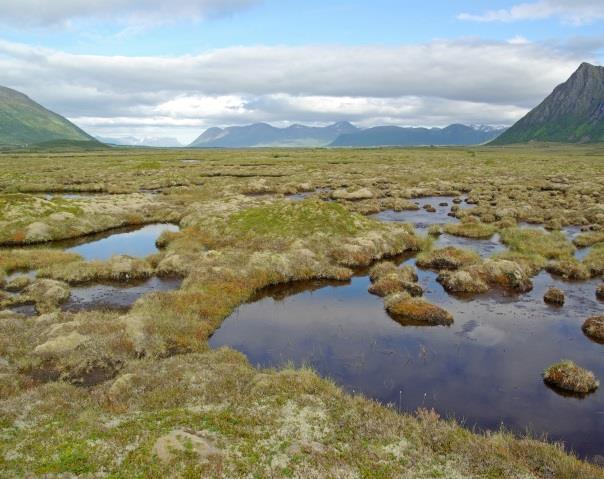 Lange, breie sandstrender og flygesandvoller er det også mange av. Kulturpreget er sterkt i Vesterålen, og karakteristisk er bratte graslier som strekker seg høgt opp i fjellsidene.