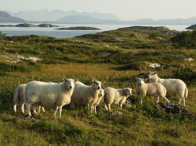 1a Mosesnøleie utgjør 5,8 % av fjellarealet (3,1 % av fylkesarealet) og ble funnet på 32 % av flatene (45 flater). Dette er fjellvegetasjon tilpassa kort vekstsesong og langvarig snødekke.