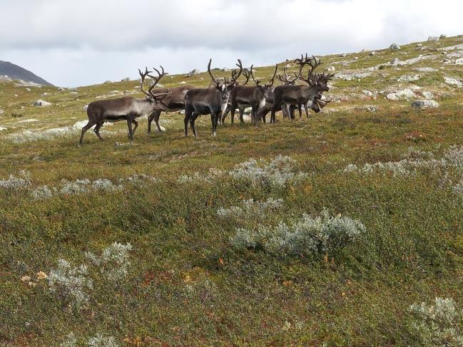 Vegetasjonsdekninga er i regelen sparsom, og plantedekket oppsplitta av blokker, bergblotninger og bar jord. Moser og den vesle vierarten musøre er karakteristisk for typen.