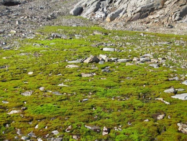 Snøleier 1a Mosesnøleie Økologi: Fjellvegetasjon tilpassa kort vekstsesong og langvarig snødekke. Mosesnøleia smelter fram i slutten av juli og ut i august.