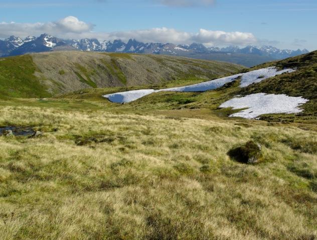 Typen kan også være velutvikla under sør- og vestvendte fjellsider der fokksnø eller skredfonner blir liggende.