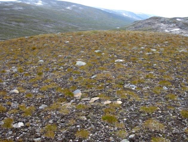 2b Tørrgrashei Økologi: Tørrgrashei er vesentlig knytta til mellomalpin sone og opptrer vanligvis på godt drenert mark på høgtliggende flater, lette hellinger og svake forhøyninger.