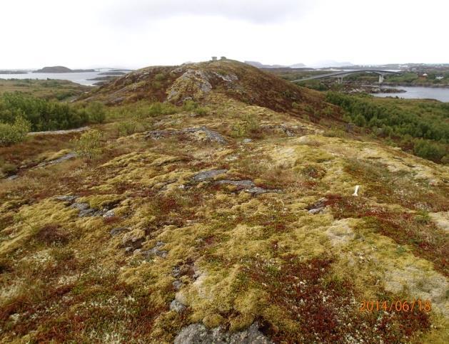 Lavhei opptrer også på snaue rabber i skog, dessuten i låglandet i kyst- og fjordstrøk, der vi finner den på vindutsatte steder med tørre avsetninger eller tynt jorddekke.