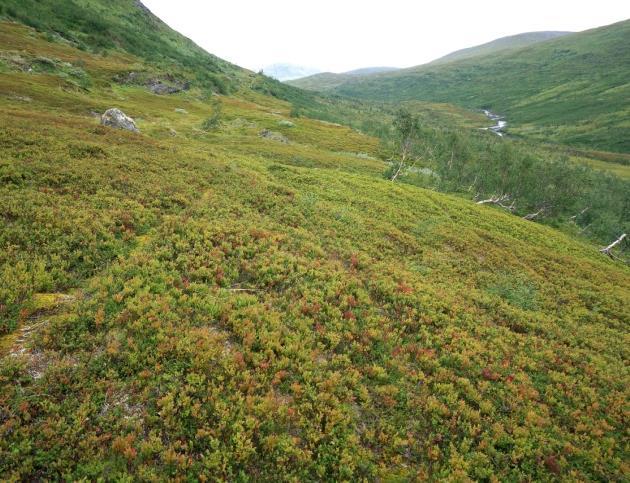 2e Rishei Økologi: Risheia er den vanligste vegetasjonstypen i fjellet og hører til i lågalpin sone. Typen opptrer først og fremst i lesider der det er stabilt snødekke.