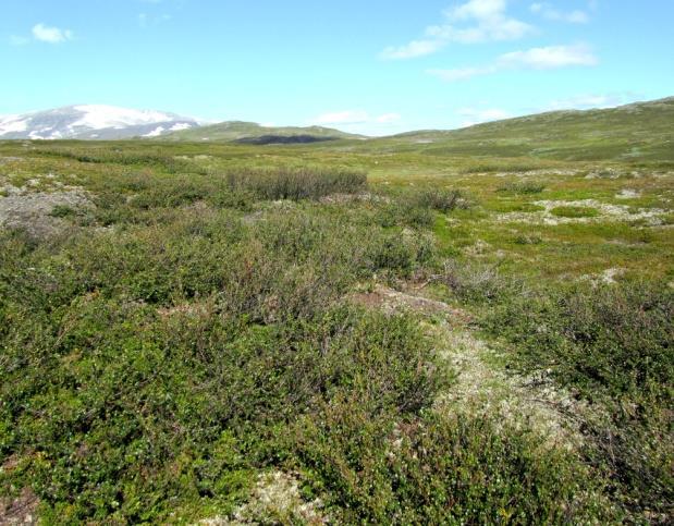 Rishei opptrer også på lett opplendte terrengformer som ikke er vindutsatte. Typen kan finnes under skoggrensa på steder som er skoglause pga. spesielle klimaforhold eller sterk beiting.