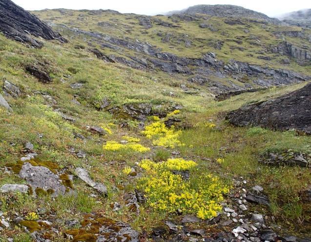 Lågurtengene opptrer fra lågalpin til høgt opp i mellomalpin sone. På overgangen til mellomalpin sone blir høge stauder og vier i høgstaudeeng mer småvokst.