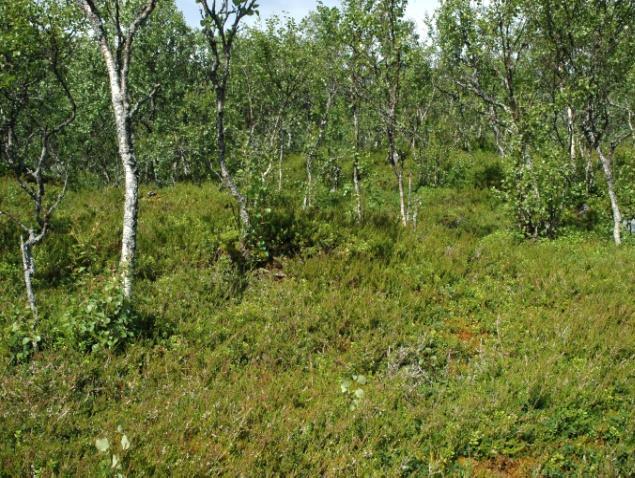 Lauvskog 4a Lav- og lyngrik bjørkeskog Økologi: Lav- og lyngrik bjørkeskog omfatter de tørreste og mest næringsfattige av bjørkeskogtypene.