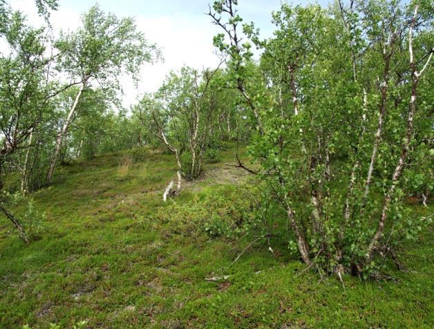 På steder med harde bergarter og tynt jorddekke opptrer typen på de fleste terrengformer, ofte i veksling med åpent berg.