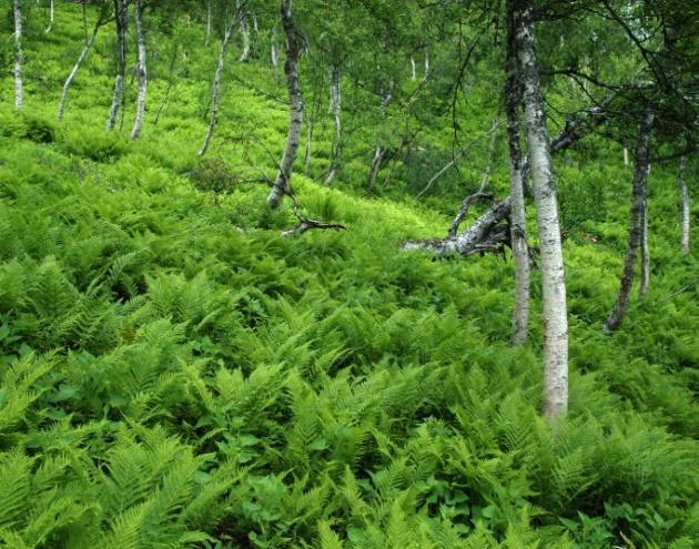 Ei lågurtutforming opptrer på tørrere og grunnere jordsmonn, f.eks. på forvitringsjord over laus, baserik berggrunn. Dette kan være opplendte lokaliteter, ofte i solvendte, varme skråninger.