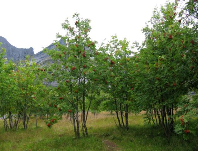 Skogen får ofte et parkpreg med åpen, oppkvista tresetting, grasdominans, samt manglende busksjikt og tilvekst av ungskog. Størst forekomst finner en nær gårder, beitemarker og på inngjerda areal.