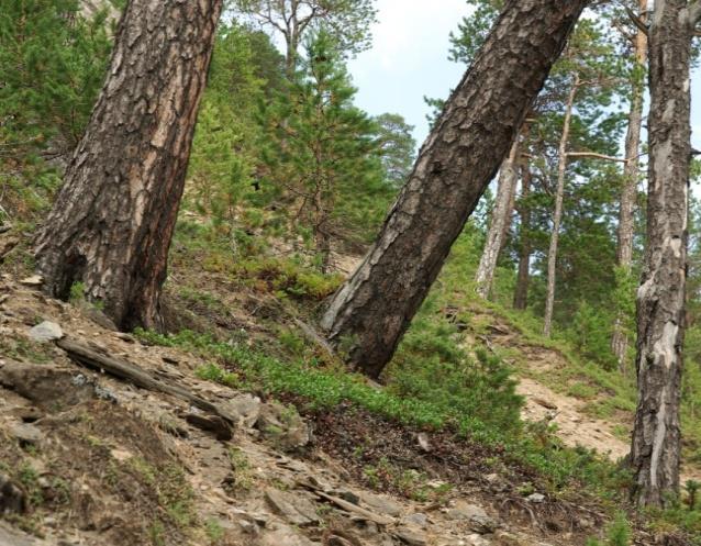 Arter: Tresjiktet, som er dominert av furu, kan også inneholde bjørk, osp, selje og andre. Også innhold av hengebjørk finnes der denne er utbredt.