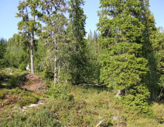 Plantefelt på snaumark er vanligst på kulturpåvirka mark i kyst- og fjordstrøk, der de vestamerikanske treslaga sitkagran og lutzgran er etablert.