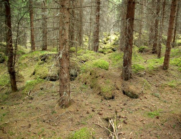 I kyststrøka er mange av plantingene gjort på tidligere kulturskapte snaumarker som beitevoller eller lyngheier, og som ved etablert tresjikt utvikles til blåbærskog.