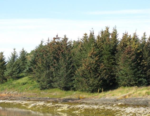 Av etablerte plantefelt finnes det meste som tilplanta lauvskogareal, i første rekke engbjørkeskog, men også i oreskog og hagemarkskog. I tillegg kommer plantefelt på snaumark.