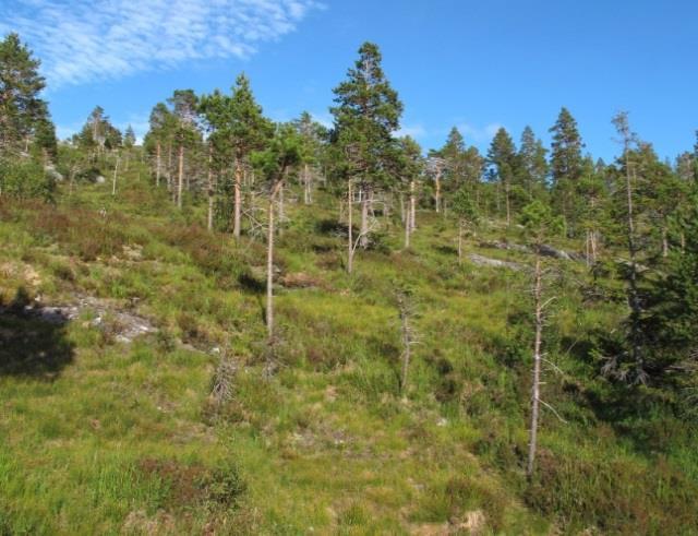 Fukt- og sumpskog 8a Fuktskog Økologi: Fuktskog opptrer på fuktige og næringsfattige lokaliteter, og helst på steder med sparsomt lausmassedekke.