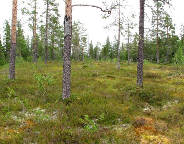 8b Myrskog Økologi: Myrskog opptrer der et næringsfattig, oppbygd torvlag hindrer vegetasjonen fra jordvasskontakt. Næring tilføres med nedbør, og med nedfall fra omgivelsene.