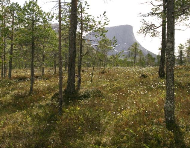 Myrskog kan dekke et helt myrareal, men kan òg være del av et myrkompleks der den ofte ligger i et belte mellom åpen myr og skog på fastmark.