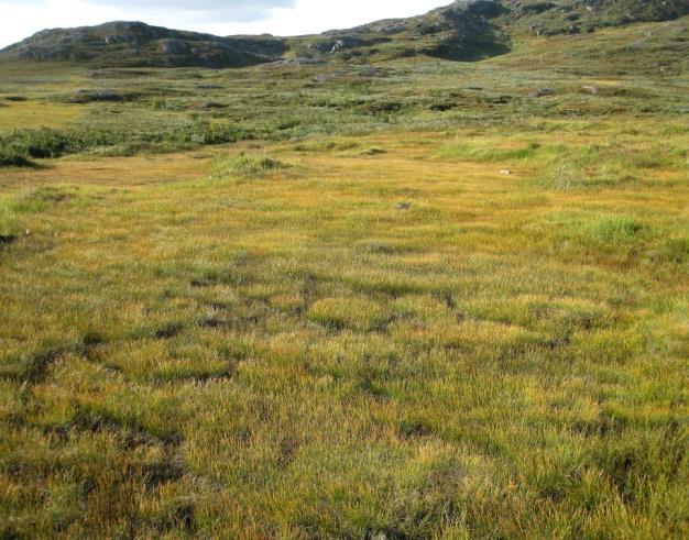 Overflata er i regelen jamn uten markerte tuer. Unntatt er tuemosaikker der tuer eller flarker består av rismyrvegetasjon.