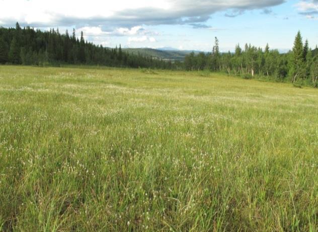 9c Grasmyr Økologi: Grasmyrer får næringstilførsel fra mineraljorda i undergrunnen eller med sigevatn fra omkringliggende areal.