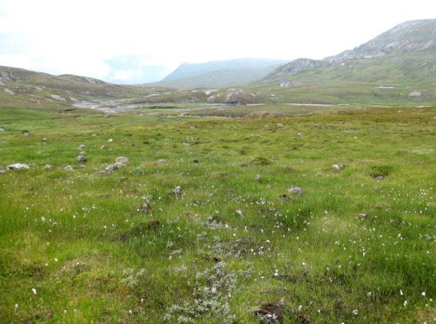 Grasmyr har en vid næringsgradient, fra fattige til rike og kalkrike utforminger. Rike grasmyrer utgjør en betydelig andel av myrene i fylket, men ble ikke skilt ut under kartlegginga.