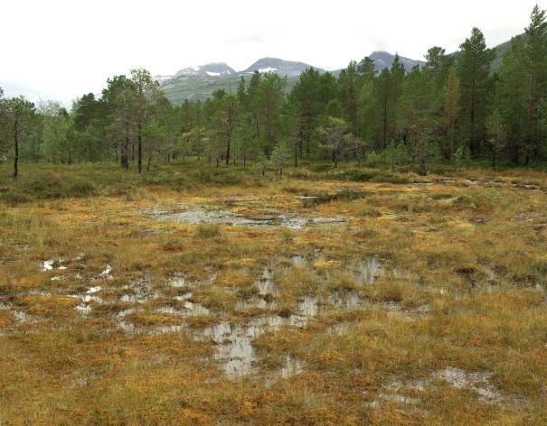 Disse er sjelden store i utstrekning og inngår mest som del av komplekser med andre myrtyper. Ei anna utforming er bleikmyr.