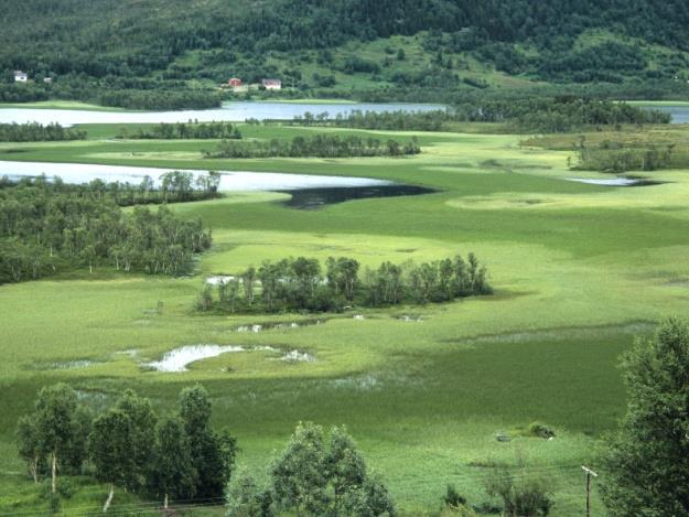 9e Starrsump Økologi: Høgvokst starr-, gras- og snelledominert vegetasjon som er etablert på gruntvassområder. Starrsumpene er best utvikla på vindbeskytta steder med slamholdig botn.