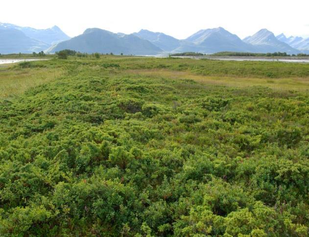 Typen kan også forekomme i mer høgtliggende åser, på steder under klimatisk skoggrense der vindeksponering setter grense for skogens utstrekning.