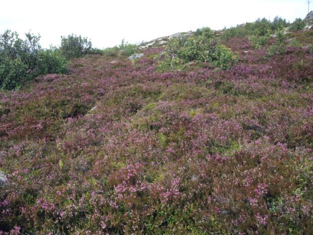 Noen av røsslyngheias forekomster synes å være utvikla etter skog- og lyngbranner, der røsslyng har vært konkurransesterk som pionérart. Slike forekomster kan noen steder også finnes i innlandet.