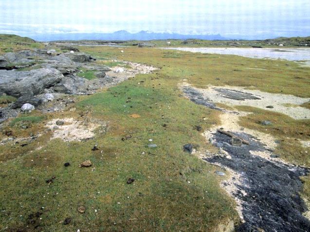 10e Fukt- og strandenger Økologi: Dette er vegetasjonstype av engkarakter som består av hovedutformingene fuktenger og strandenger.