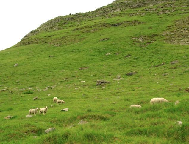 Der hevdtilstanden er dårlig kan arter som mjødurt, hundekjeks, skogstorkenebb, geitrams, ballblom og høge bregner vandre inn.