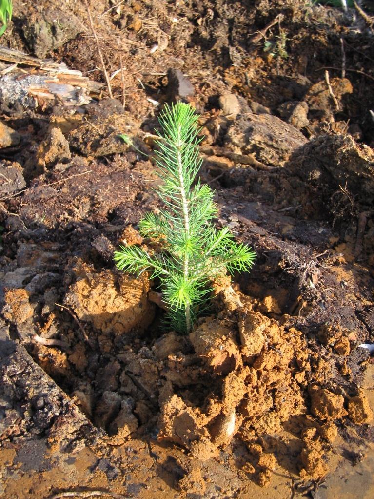 Standard for markberedning Definisjoner: Planting; en