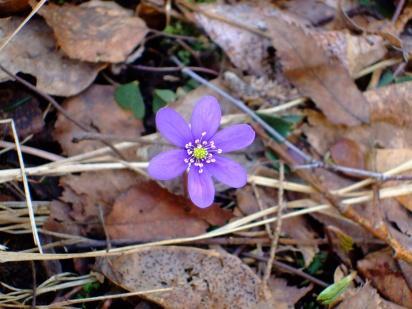 Oppsynsprofil tilsyn med naturtilstand, og med lovlig virksomhet Tilsyn med