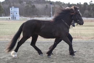 Opplegget ble også i år arrangert som en Agility