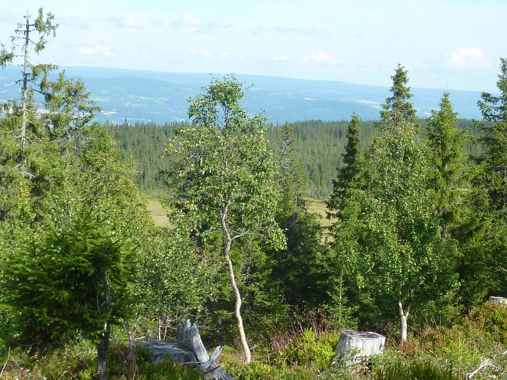 planområdet, Alf Bernhard Ouren