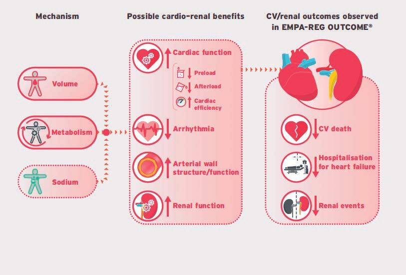 Figur 1: Potensielle underliggende mekanismer for empagliflozins kardiovaskulære effekter: lett redusert plasmavolum, endret metabolisme i myokard og gjenoppretting av tubuloglomerulær feedback via