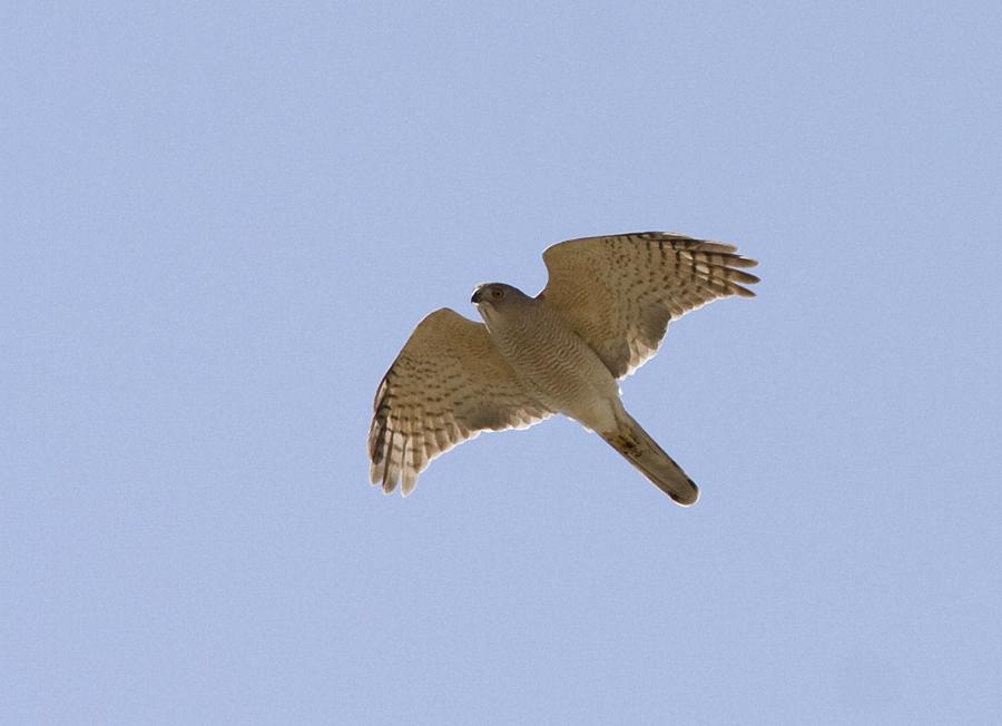 2 Astronomical Observatory 29/05 1 Astronomical Observatory 30/05 3 Big Almaty Lake 30/05 Sivhauk Circus aeruginosus (Eurasian Marsh-Harrier) 1 Lake Sorbulak 25/05 4 Astana - Korgalzhyn 31/05 1