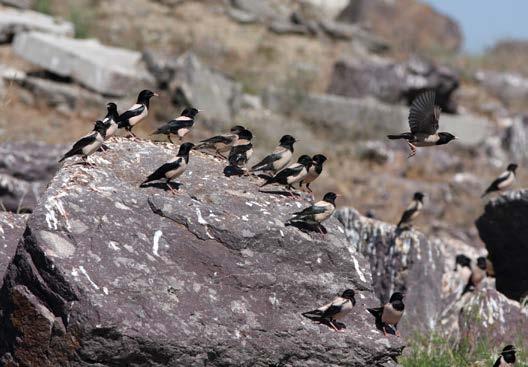 Hyrdestær Acridotheres tristis (Common Myna) Vanlig I Almaty Oblast (provins) registrert alle dager.