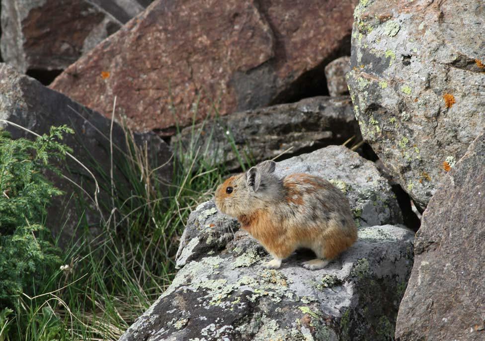 Artsliste pattedyr / Species list Mammals Turkestansk rødpika Ochotona rutila (Turkestan Red Pika) 2 Astronomical Observatory 29/05 3 Astronomical Observatory 30/05 Turkestansk Rødpika ved