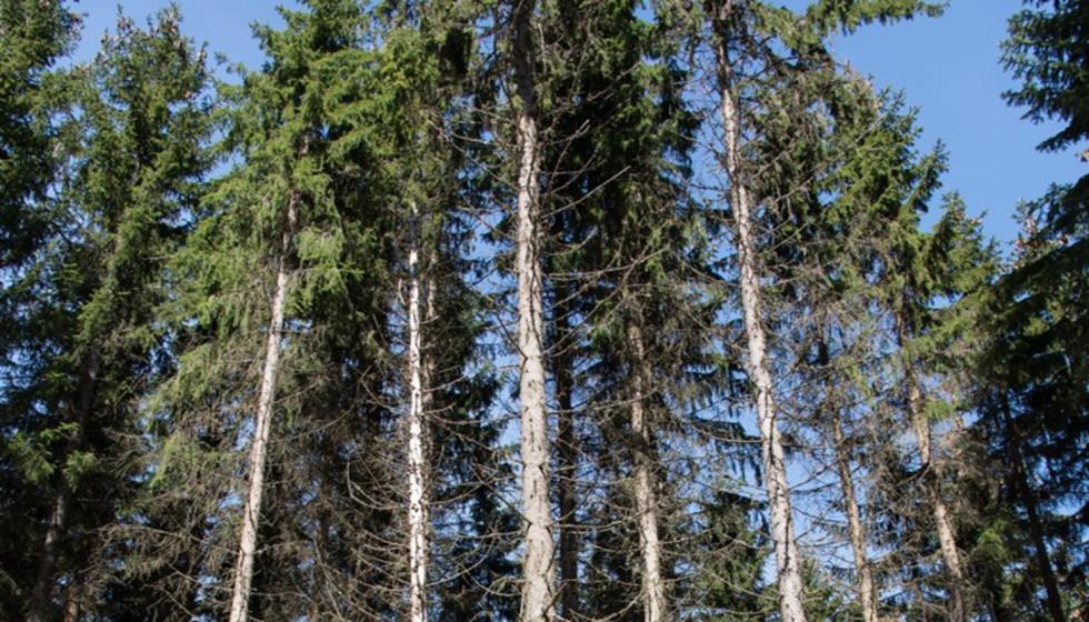 Massivtre bygg i naturens eget bygningsmateriale Store bygg i ekstrem treklasse