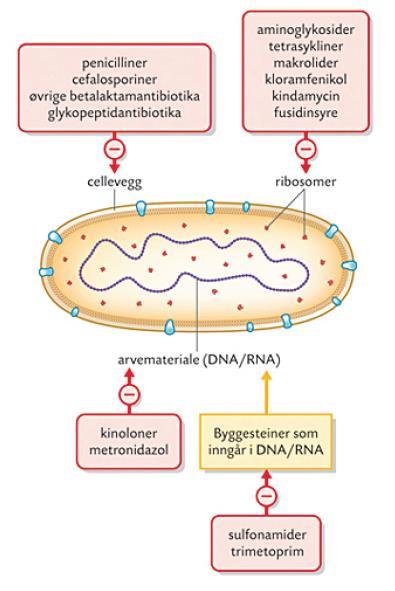 Streptokokker og pneumokokker er ansvarlig for de fleste bakterielle luftveisinfeksjoner De kalles gram positive fordi de blir blå ved gramfarging og det er