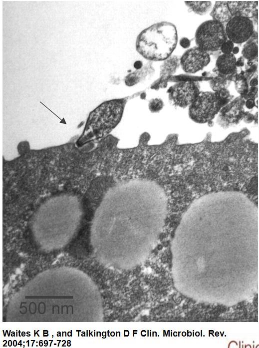 4 697-728 Transmission electron micrograph of M. pneumoniae-infected hamster tracheal ring, demonstrating the close association of the attachment structure to the epithelium (arrow).